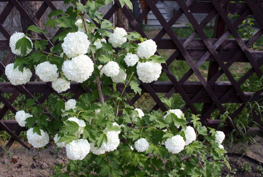 Укореняем черенки винограда