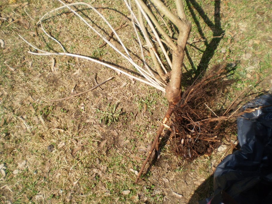 Калина бульденеж розовая фото