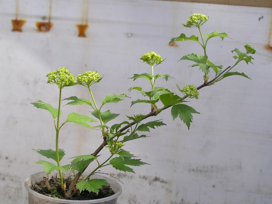 Калина бульденеж саженец