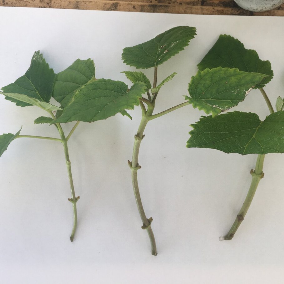 Калина бульденеж отводки