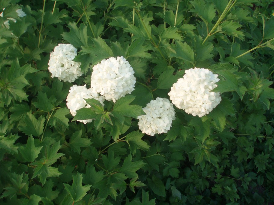 Корневая шейка у гортензии метельчатой