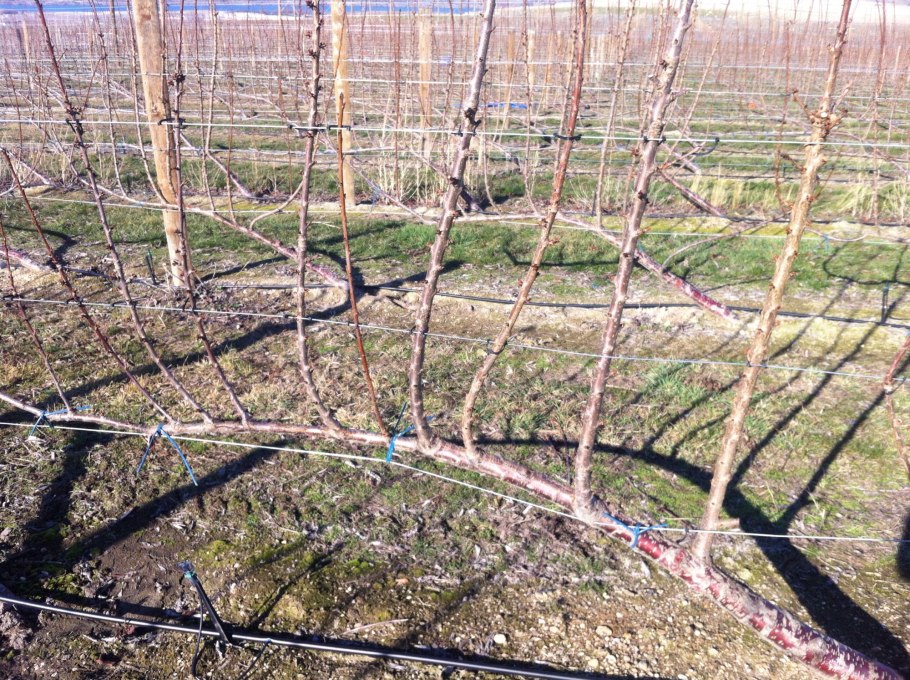 Калина сорт бульденеж