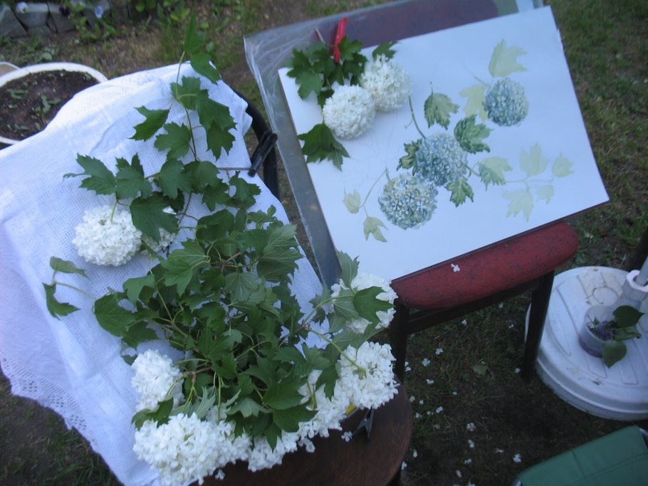 Посадка калины бульденеж