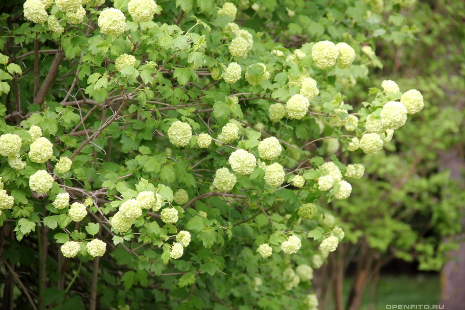 Калина бульденеж весной