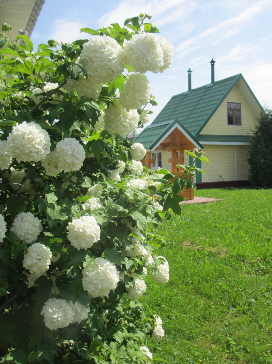 Черенки метельчатой гортензии