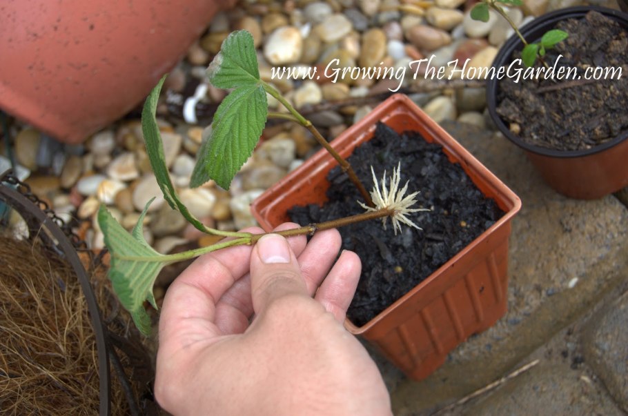 Калина бульденеж отводки