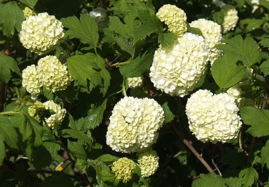 Черенкование черной смородины весной