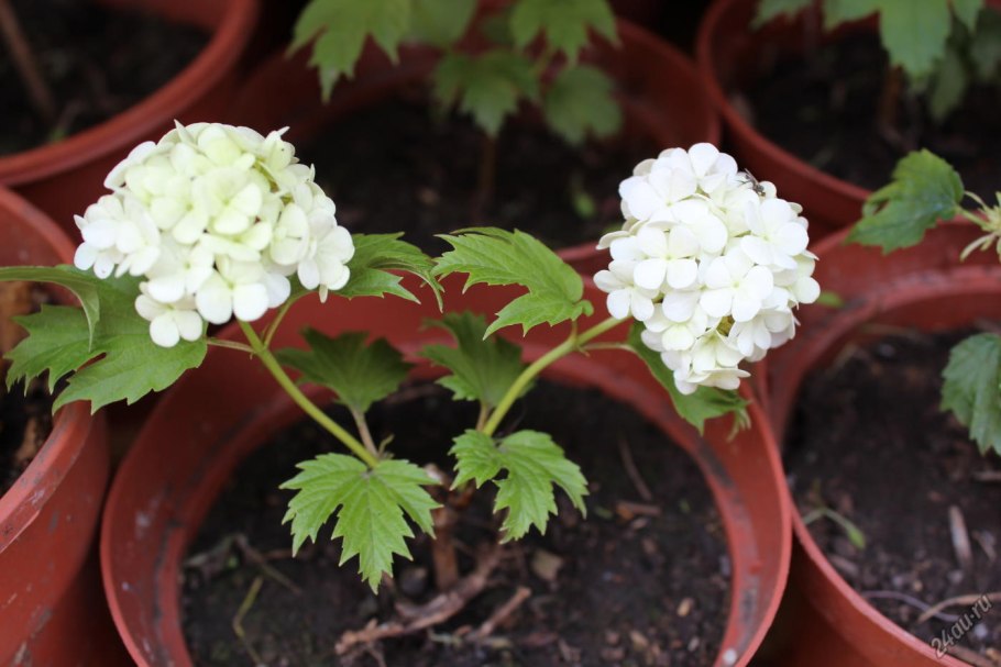 Калина бульденеж саженец