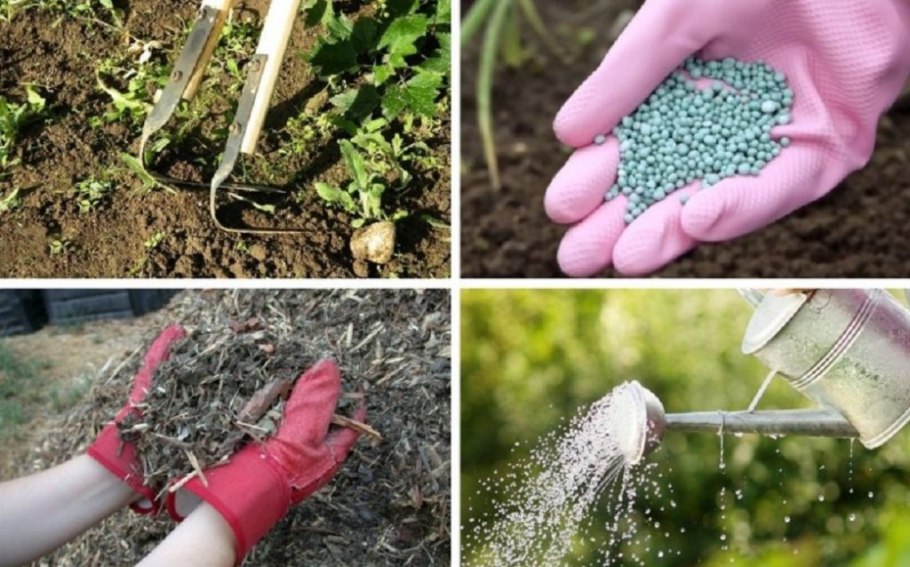 Мульчирование гортензии метельчатой