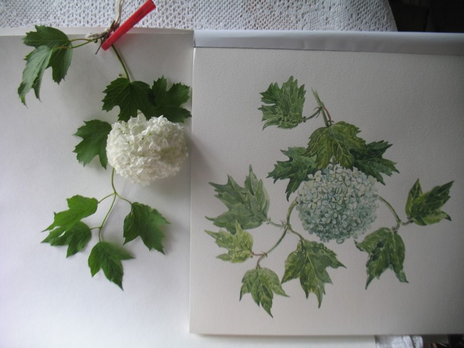 Черенковать клематис