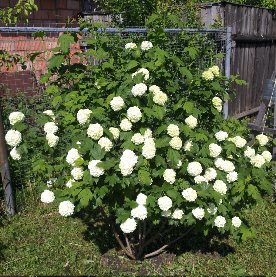 Астра многолетняя всходы