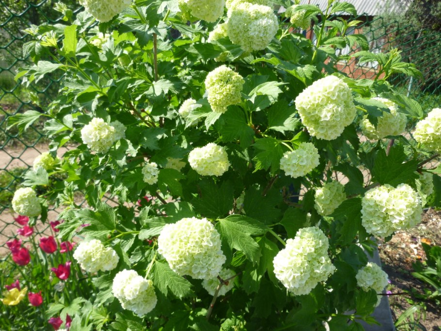 Калина метельчатая