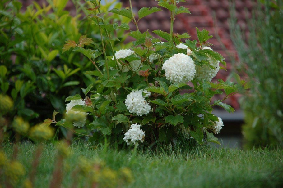 Укореняем черенки винограда