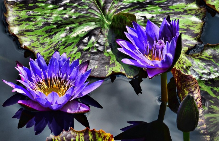 Фон кувшинки