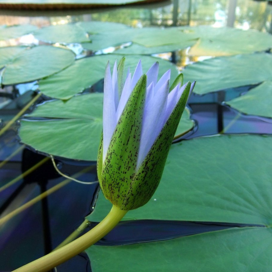 Nymphaea Lotus Египетский Лотос Египетская кувшинка