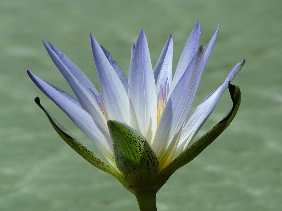 Nymphaea Lotus Египетский