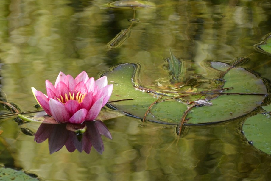 Нимфея болотная