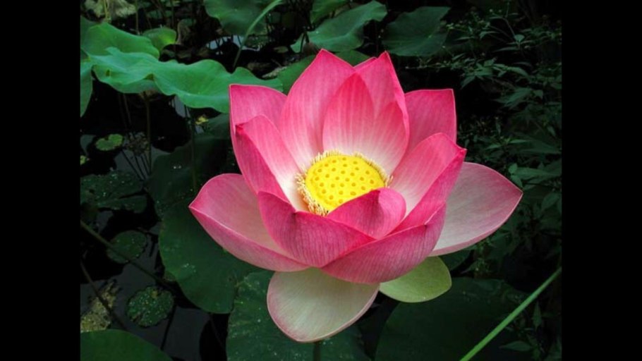 Кувшинка Озерная