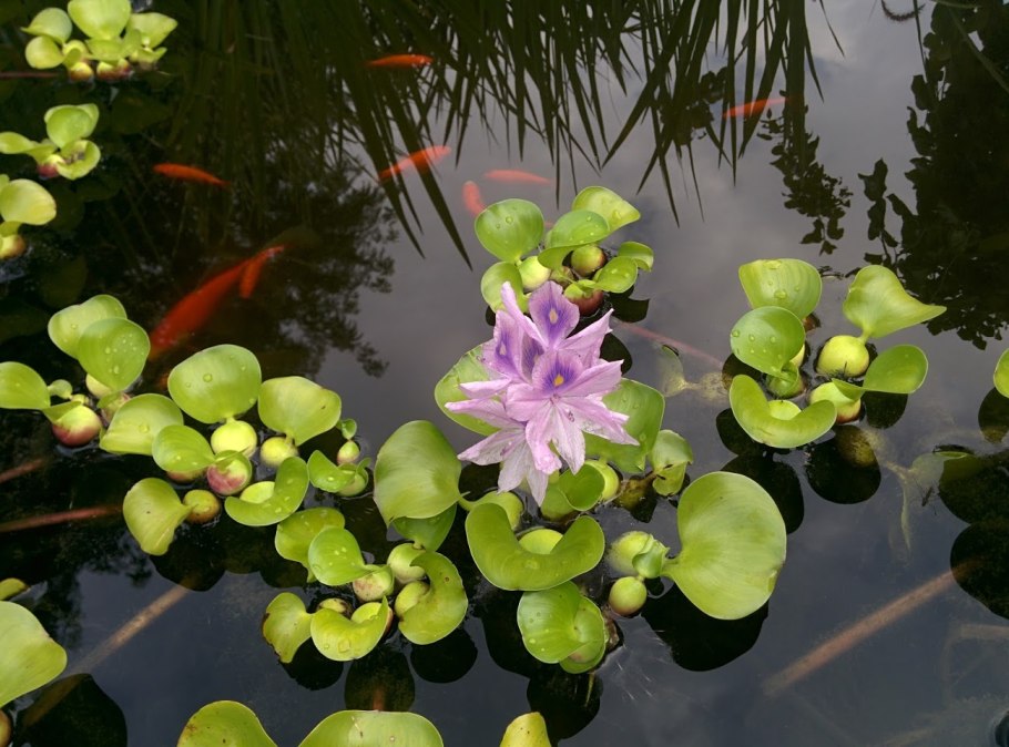 Nymphaea Lotus Египет