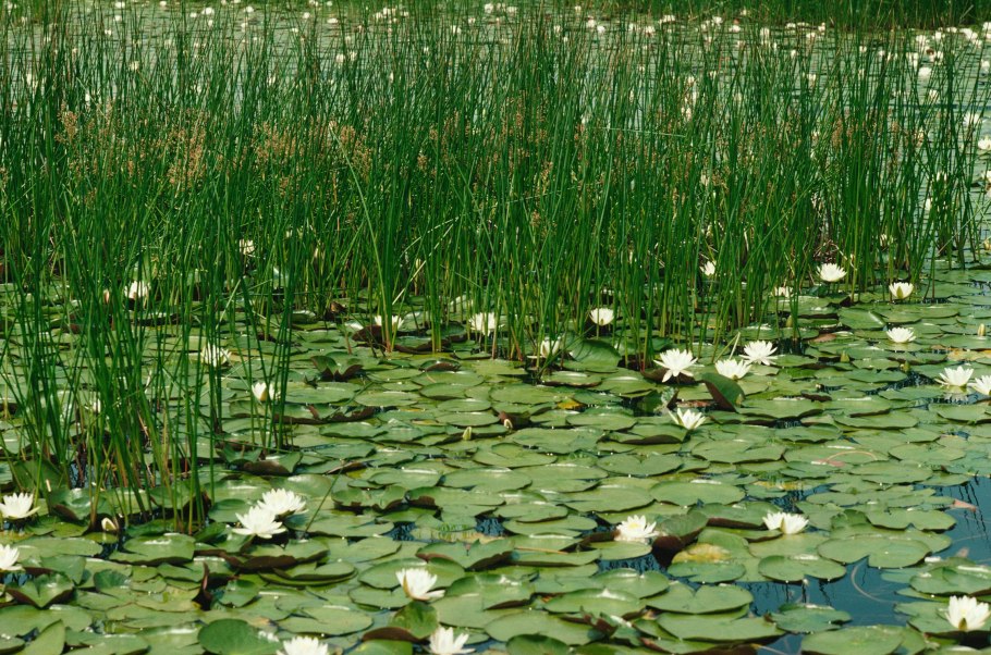 Египетский Лотос