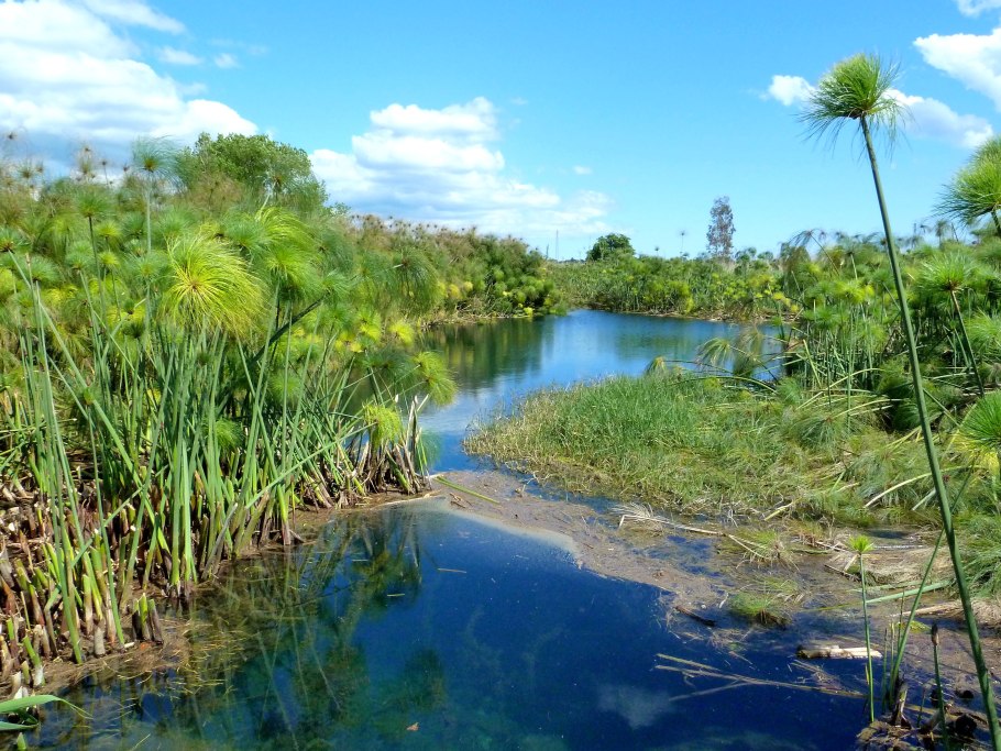 Самурский лес Лотос орехоносный