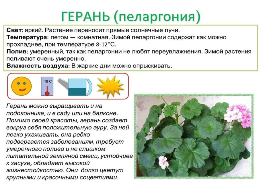 Каллистемон из семян