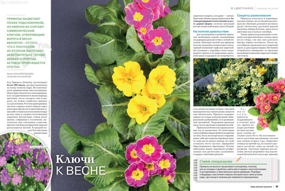 Хрустальная Ромашка Доротеантус