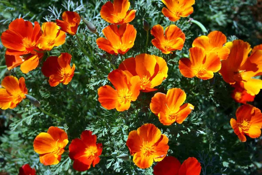 Виола трехцветная