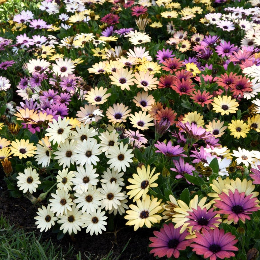 Паспорт комнатных растений пеларгония