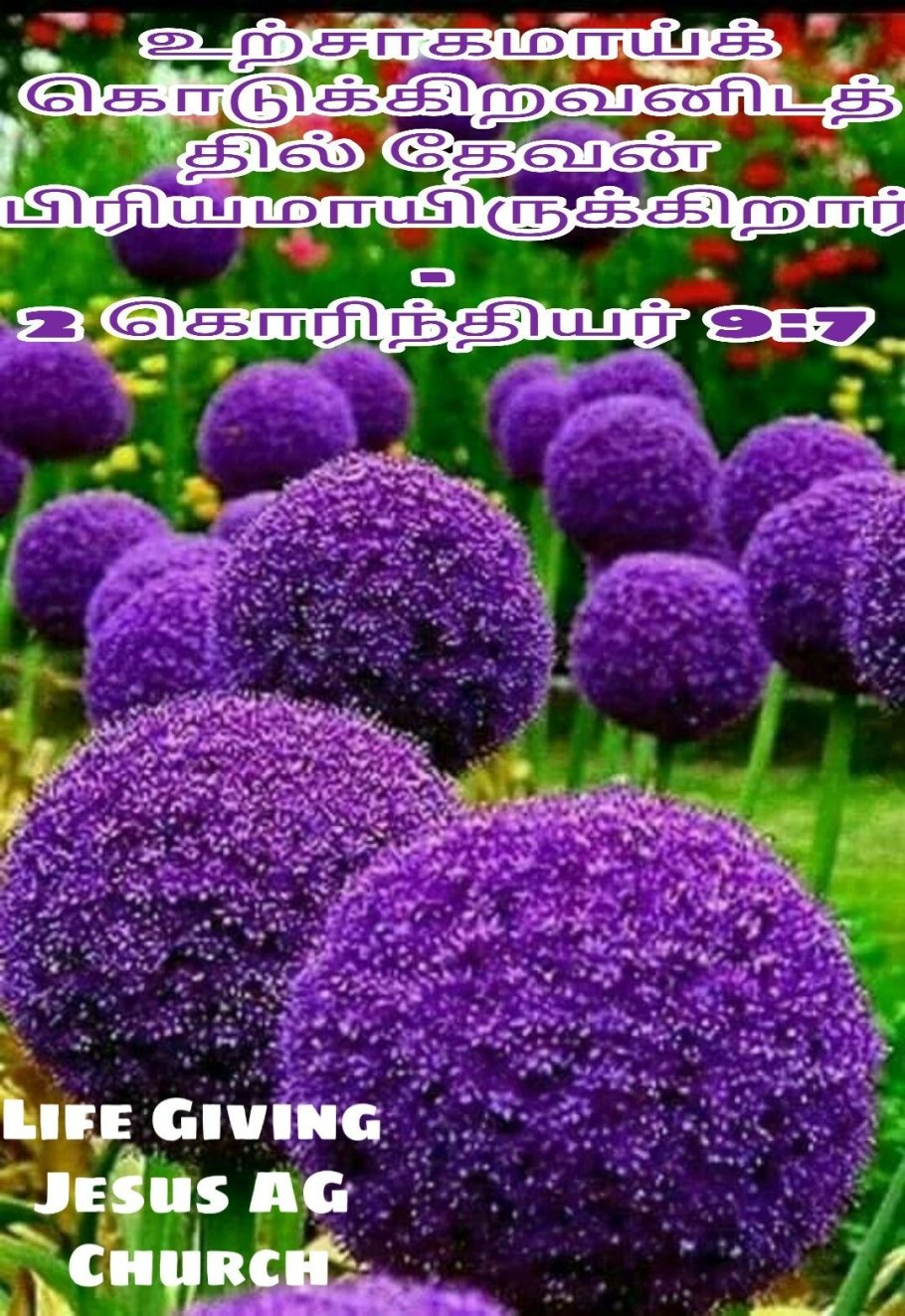 Фиалка рогатая Монблан