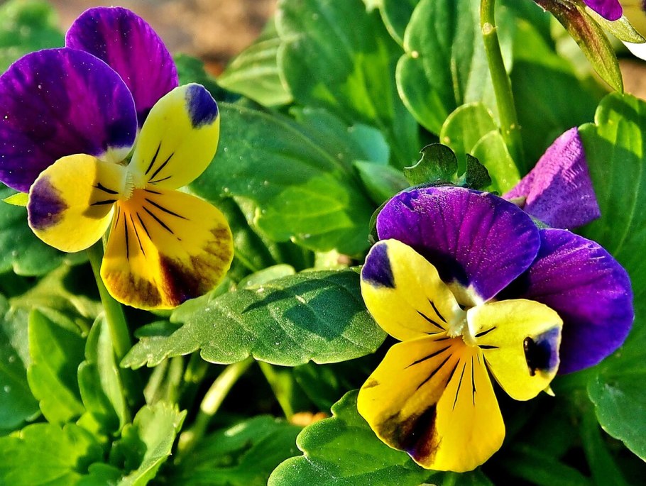 Агератум АЛОХА Блю