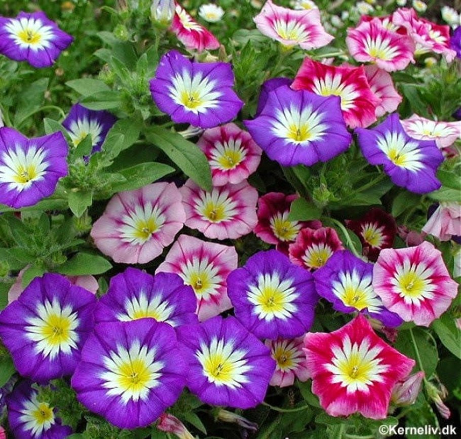 Каталог цветочных семян