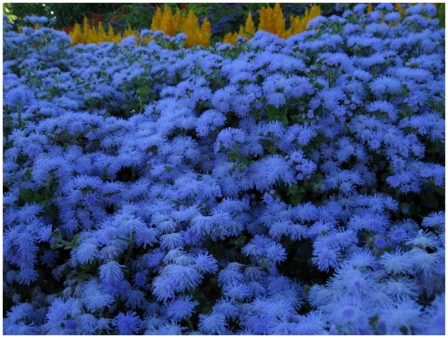 Георгина помпонная смесь