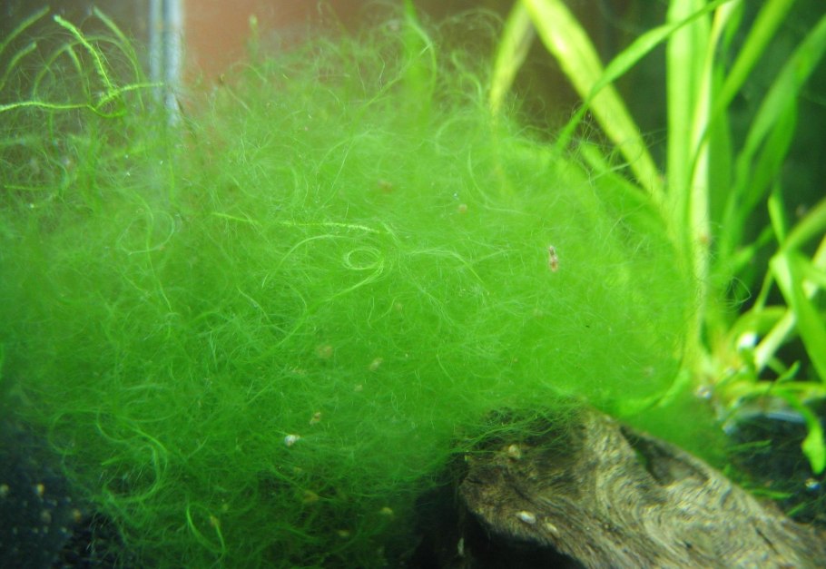 Кувшинки под водой