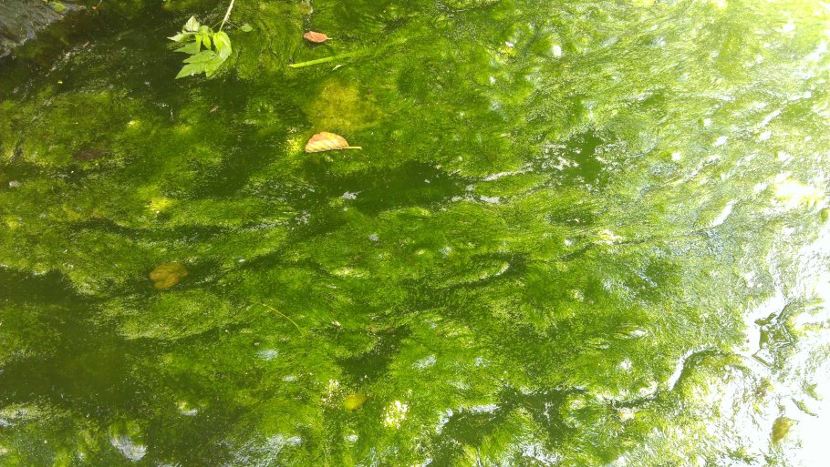Поволжье водоросли растут