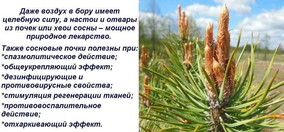 Ель обыкновенная хвоинки
