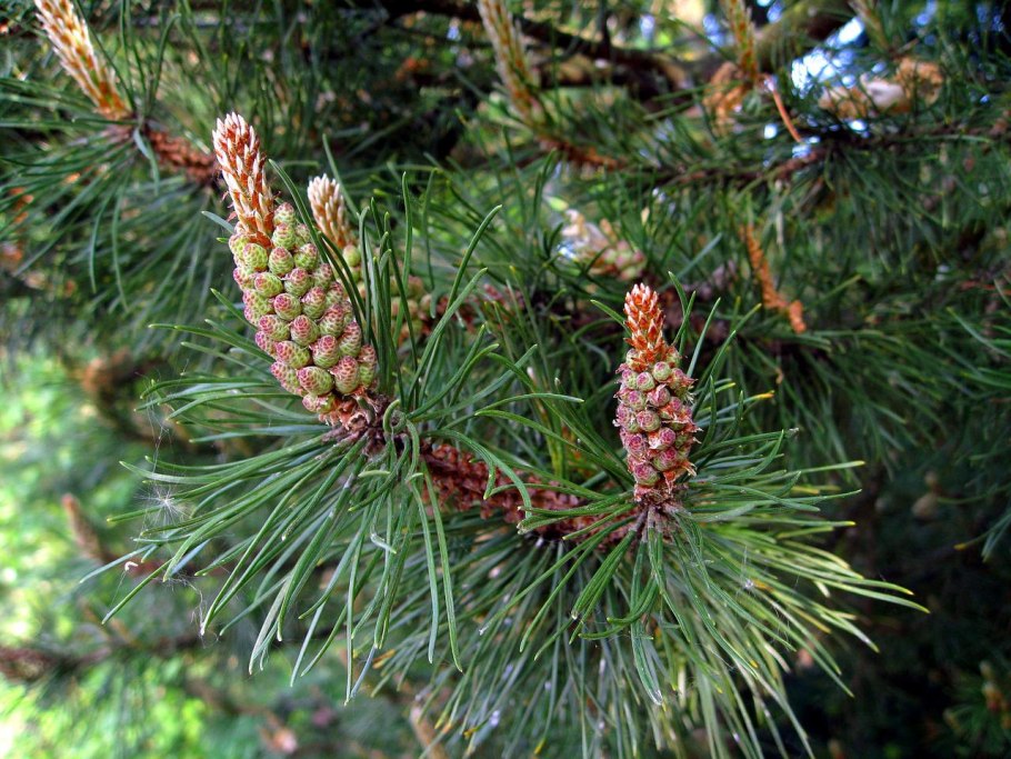 Pinus Sylvestris ветка