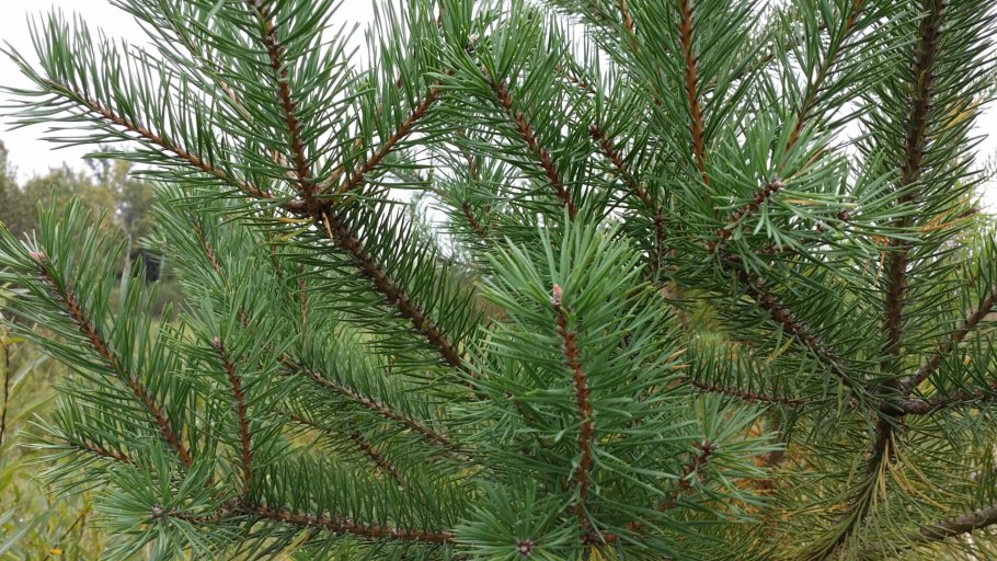 Pinus Sylvestris почки