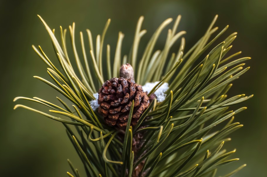 Сосна Сибирская (Pinus Sylvestris)
