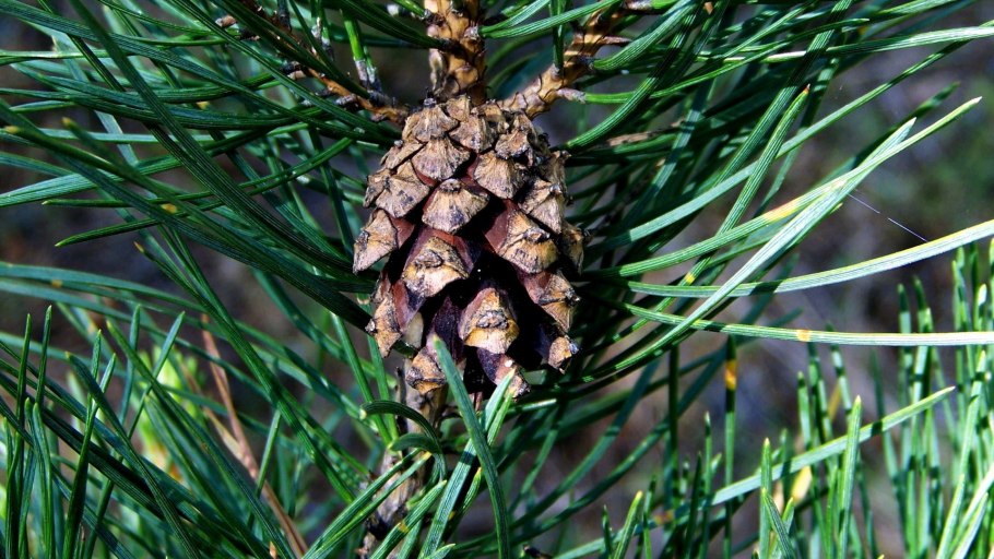 Pinus Sylvestris шишки
