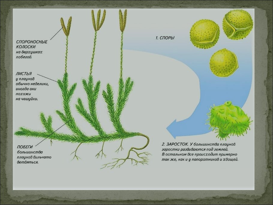 Лабораторные работы по биологии строение хвоща