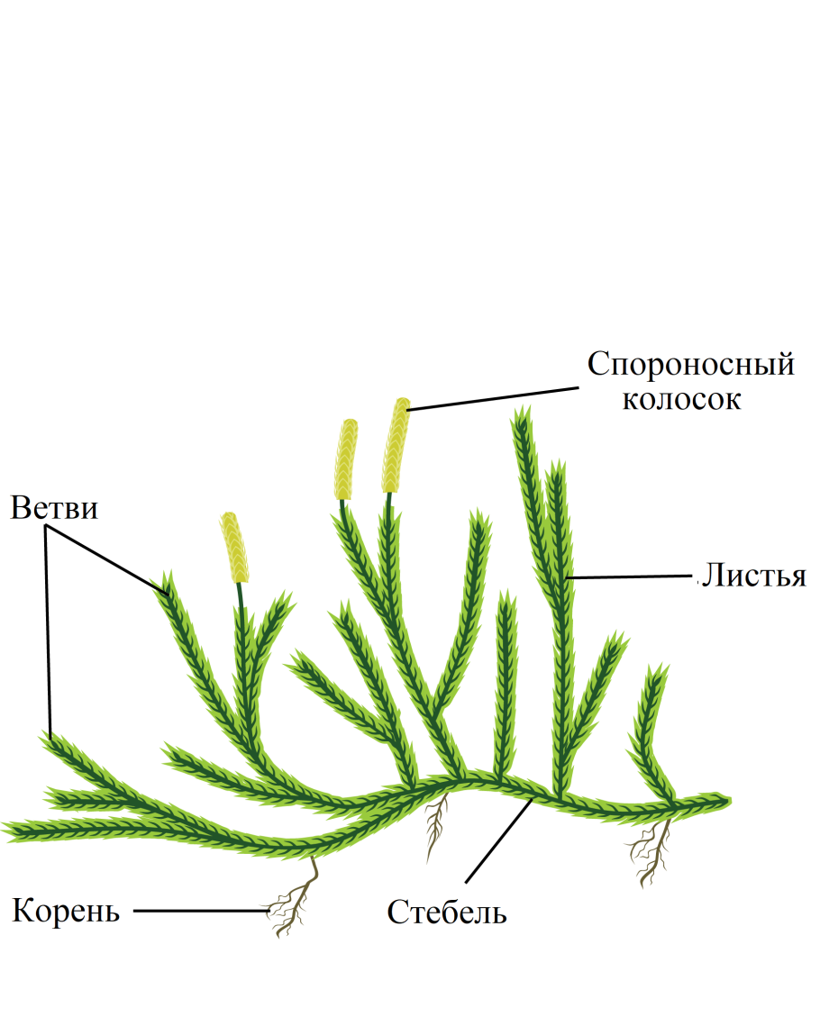 Хвощ полевой весенние и летние побеги