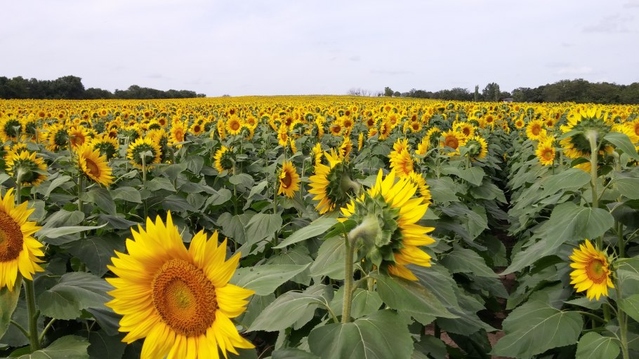 Подсолнух 2019