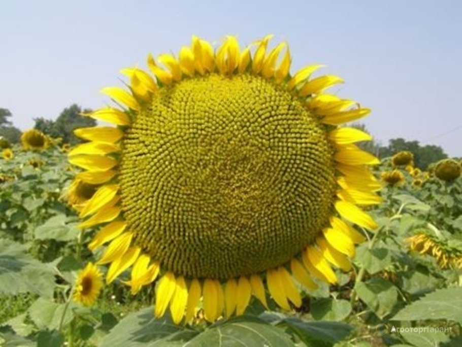 Ниагара подсолнечник Евралис