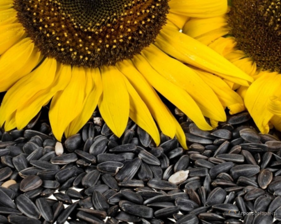 Подсолнечник однолетний Бамбино