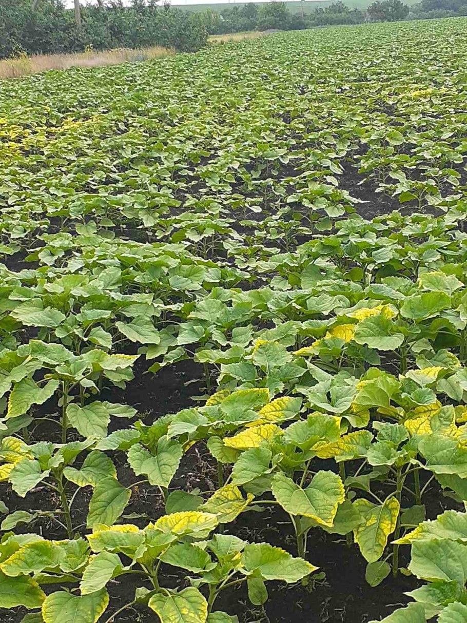 Подсолнечник однолетний Сириус