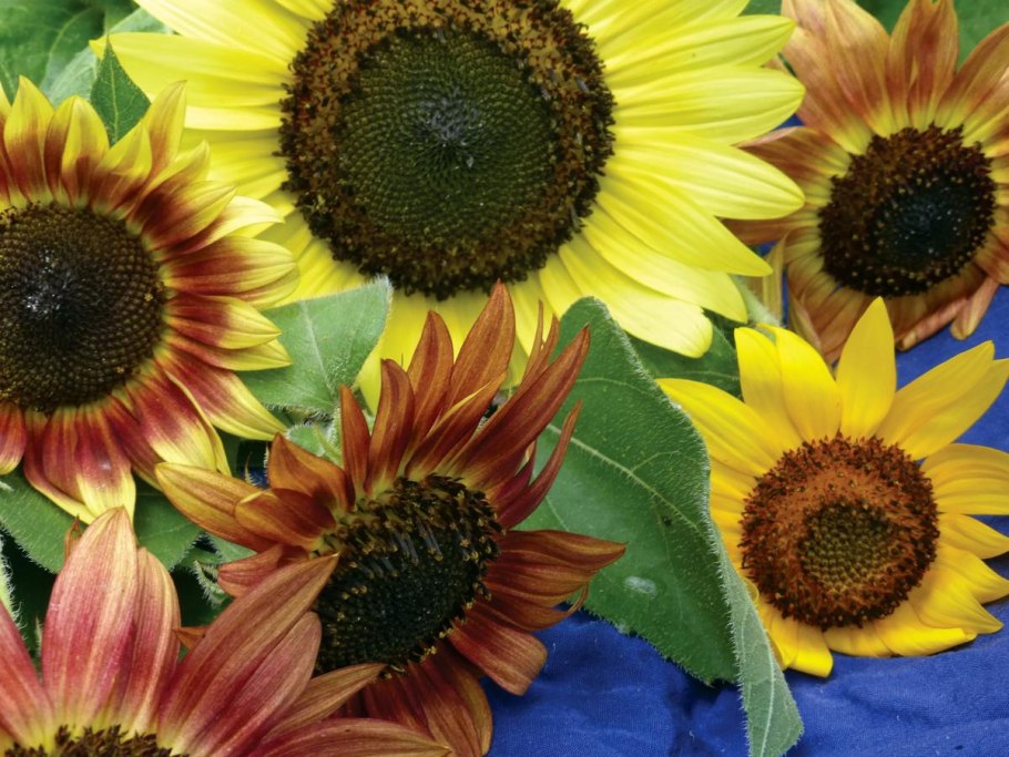 Фото подсолнечника цветущего