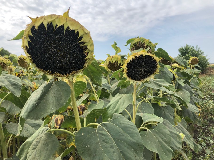 8 Подсолнухов