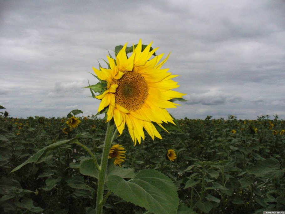 Зоны возделывания подсолнечника