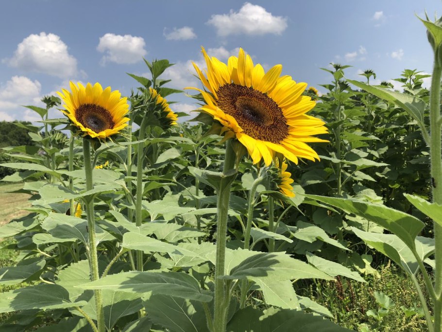 Подсолнух вниз